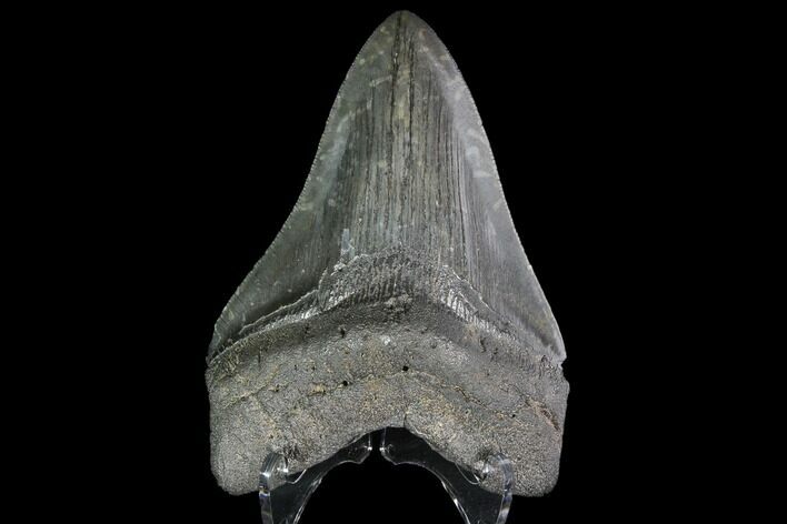 Fossil Megalodon Tooth #92694